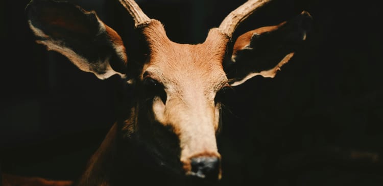 A portrait of a deer swathed in menacing shadow