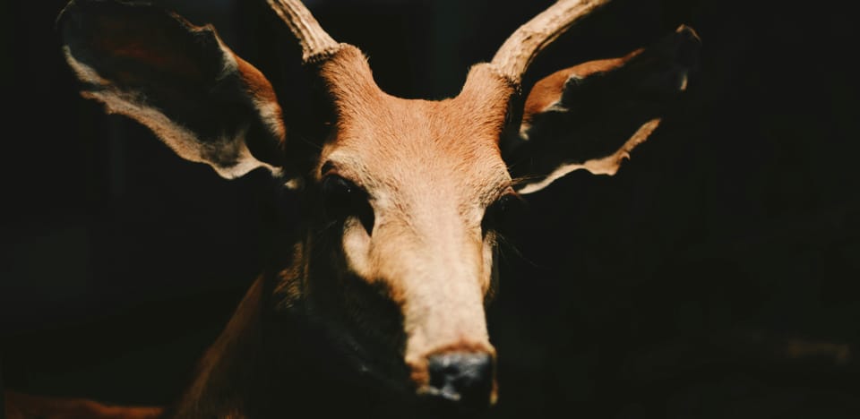 A portrait of a deer swathed in menacing shadow
